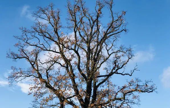 The sky, clouds, Branches, blue, alone, Winter Tree