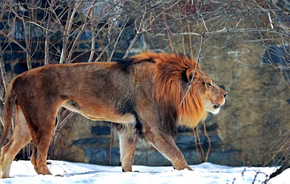 Picture winter, snow, predator, Leo, beast, zoo, big cat, mammal