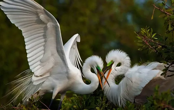 Nature, bird, two, wings, white