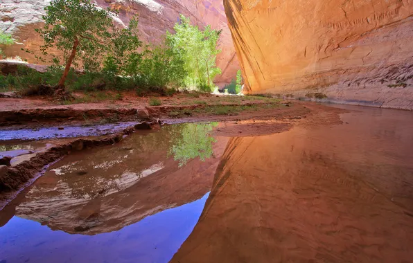 Water, trees, river, rocks, canyon, gorge