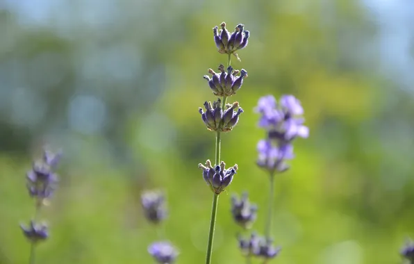 Picture greens, macro, stem, lavender