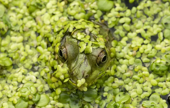 Macro, nature, frog