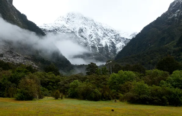 Picture greens, forest, mountains, fog, glade, New Zealand, glacier, gorge