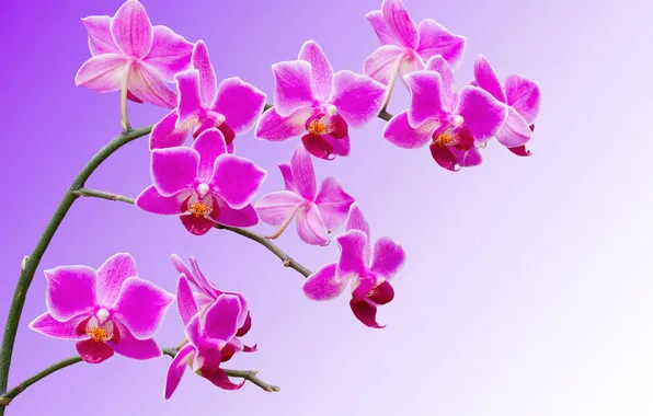 Macro, branch, petals, Orchid