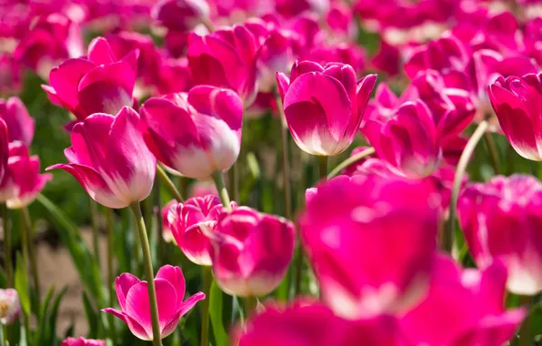 Picture tulips, pink, buds
