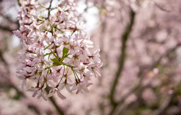 Flowers, branches, spring, flowering