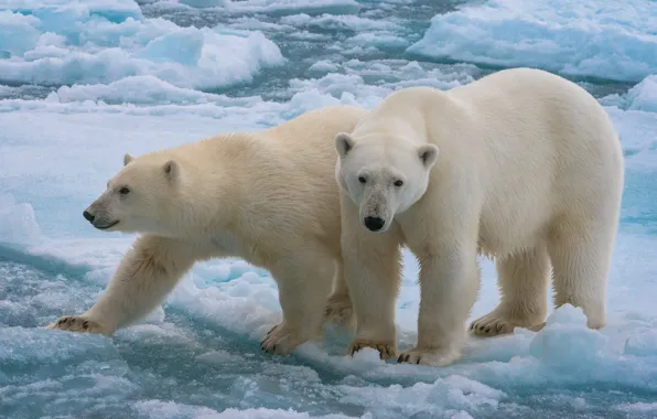 Ice, a couple, polar bears, two bears, polagye bears