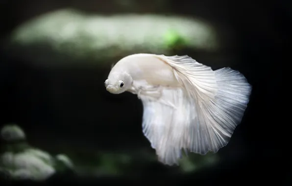 Betta fish, szines, hal, viz alatti, szepseg, uszony, elet, HD wallpaper |  Peakpx