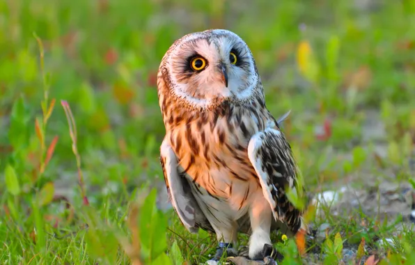 Picture owl, bird, Short-eared owl