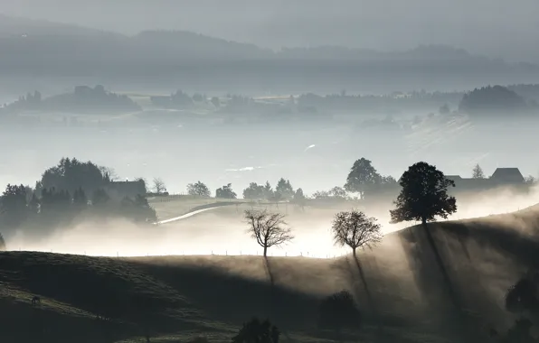 Picture rays, light, trees, fog, hills, shadows