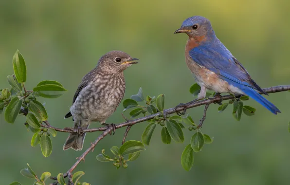 Picture leaves, birds, tree, branch, chick, blue birds