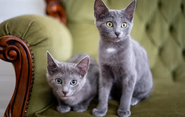 Cat, look, cats, pose, kitty, together, chair, kittens