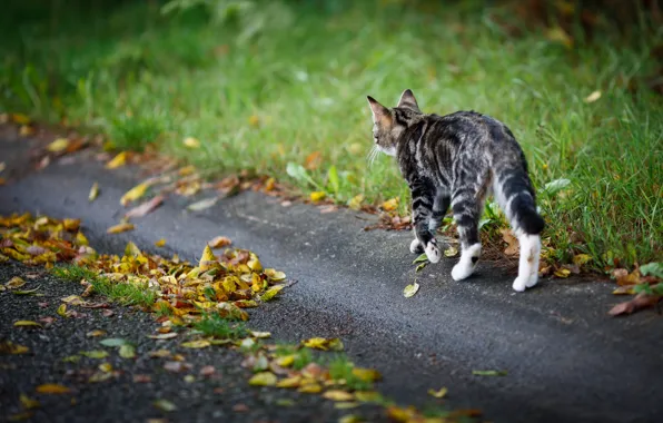 Picture road, autumn, cat, cat, leaves, walk, kitty