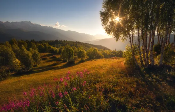 Picture summer, the sun, flowers, birch