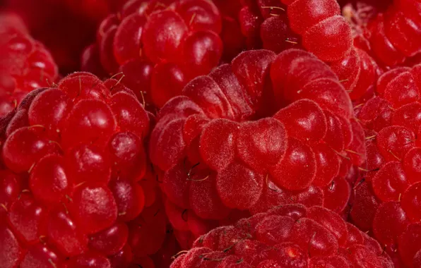 Picture macro, close-up, red, berries, raspberry, placer, ripe