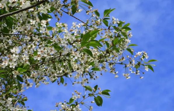 The sky, cherry blossoms, spring 2018, Mamala ©