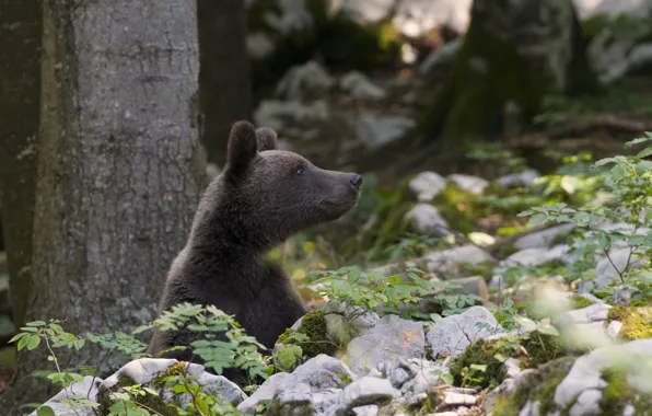 Picture forest, face, stones, bear, bear