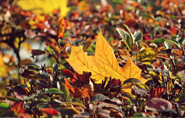 Autumn, leaves, nature, foliage, leaf, the bushes, bokeh, maple
