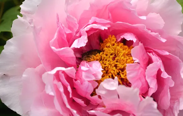 Macro, pink, petals, peony