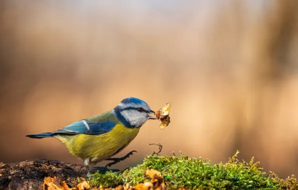 Background, bird, moss, bark, bokeh, mining, tit