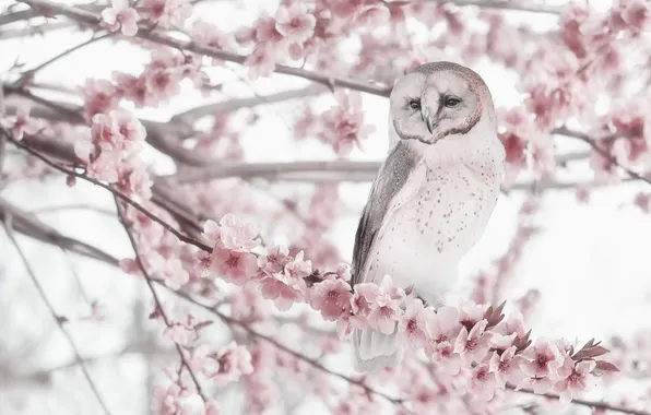 Flowers, branches, owl, bird, spring, pink, flowering, bokeh