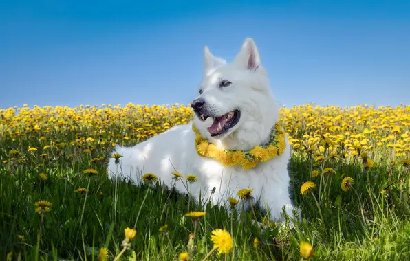 Summer, each, dog, dandelions