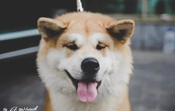 Dogs, Japanese Akita, dog Ulybka, Akita inu