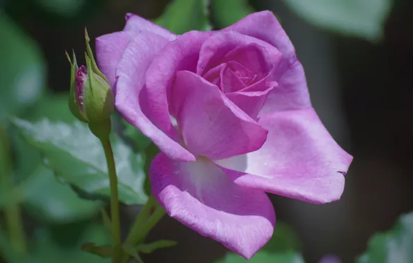 Flower, macro, pink, rose, Bud, lilac