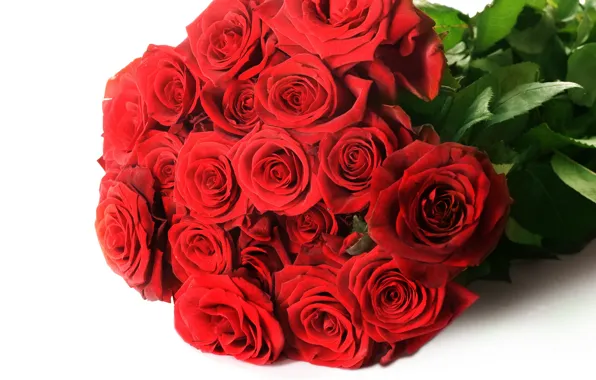 Picture flowers, roses, bouquet, buds