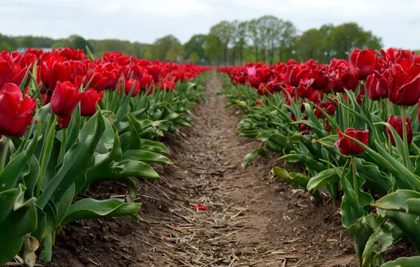 Field, flowers, spring, tulips, red, straw, buds, path