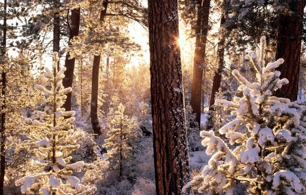 Winter, frost, forest, the sun, rays, snow, trees, ate
