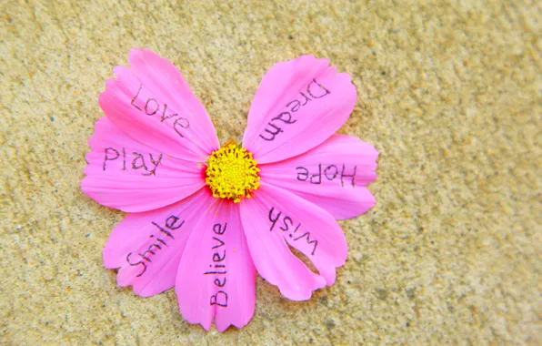 Flower, labels, mood, petals, love, words