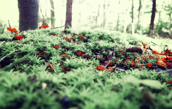 Forest, grass, leaves
