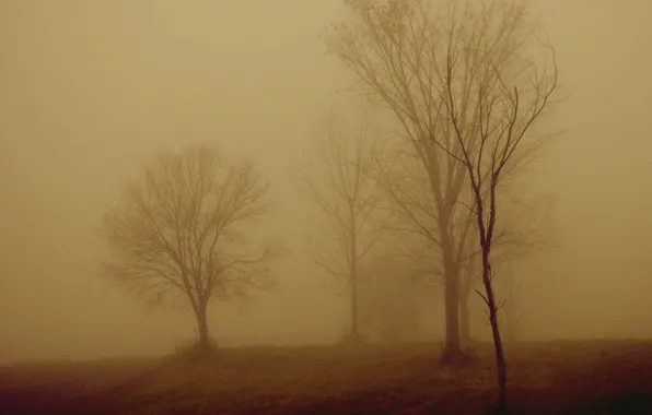 Trees, night, fog