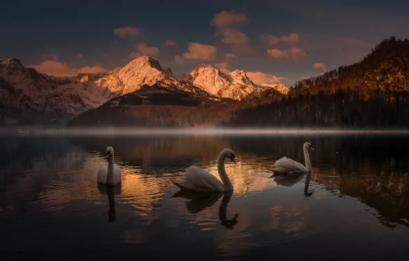Sunset, mountains, lake, swans, Friedrich Beren