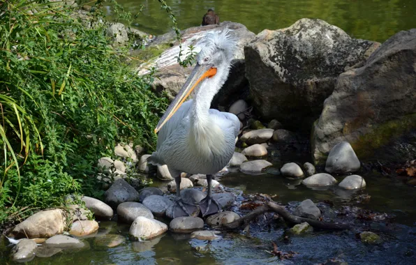 Picture photo, Bird, Stones, Animals, Pelican