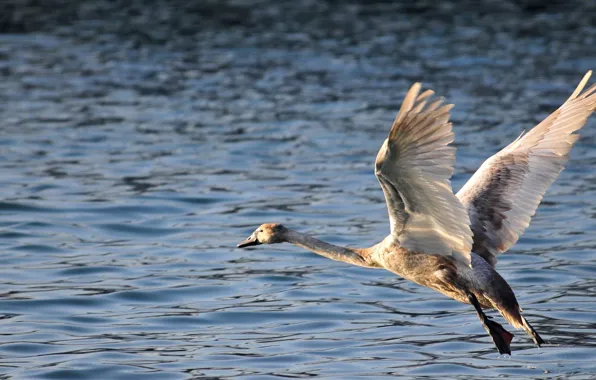 Water, Swan, the rise