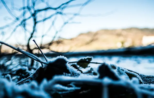 Leaves, macro, nature