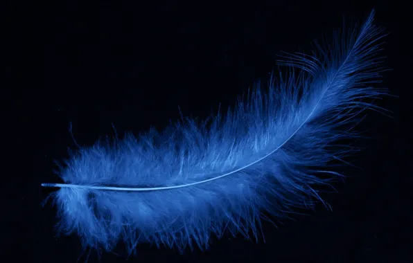 Picture blue, feathers, black background