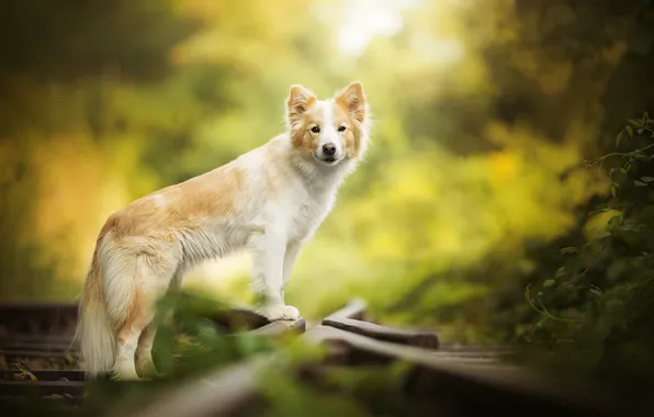 Rails, red, dog, bokeh