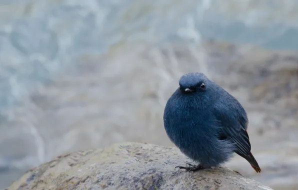 Background, bird, stone, blur, sitting, bun