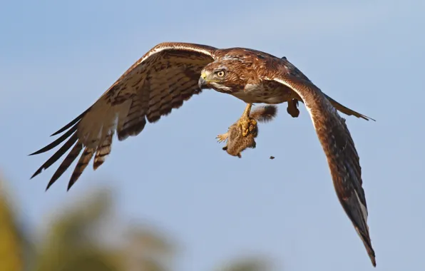 Picture bird, hunting, eagle