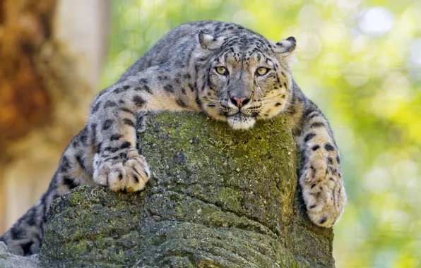 Stone, predator, snow leopard, big cat