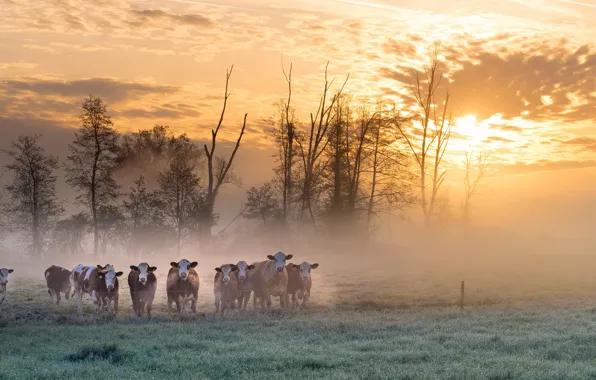 Field, fog, morning, cows