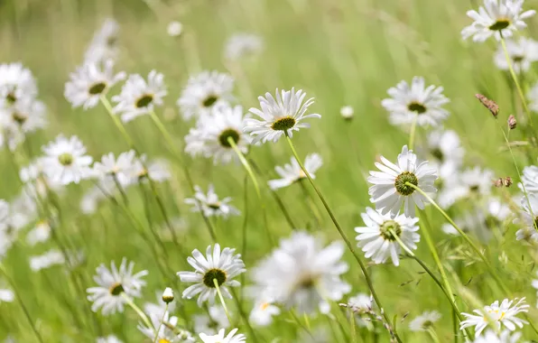 Field, summer, grass, flowers, glade, chamomile, spring, meadow