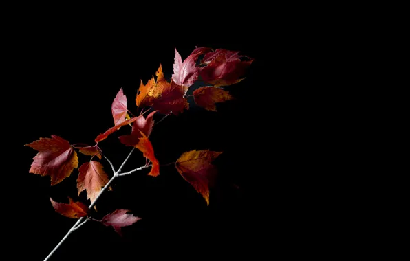 Picture autumn, leaves, background, branch