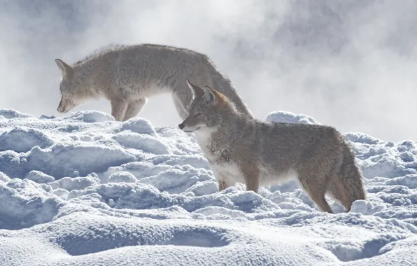 Winter, look, light, snow, wolf, pair, the snow, wolves