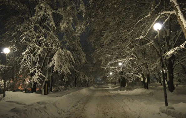 Winter, Night, Trees, Snow, Lights, Frost, Winter, Night