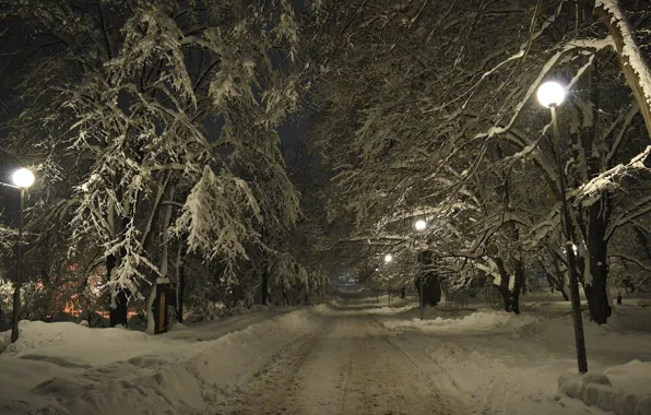 Picture Winter, Night, Trees, Snow, Lights, Frost, Winter, Night