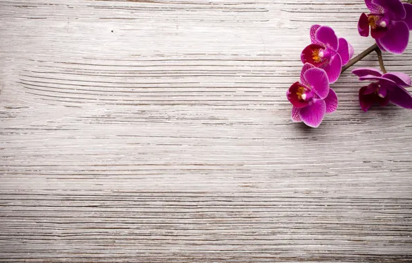 Picture wood, Orchid, flowers, orchid
